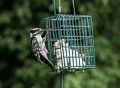 Hairy woodpecker.<br />May 27, 2017 - At Paul and Norma's in Tewksbury, Massachusetts.