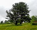A pair of old pine trees.<br />May 29, 2017 - Fruitlands Museum, Harvard, Massachusetts.