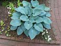 In our garden.<br />June 1, 2017 - At home in Merrimac, Massachusetts.