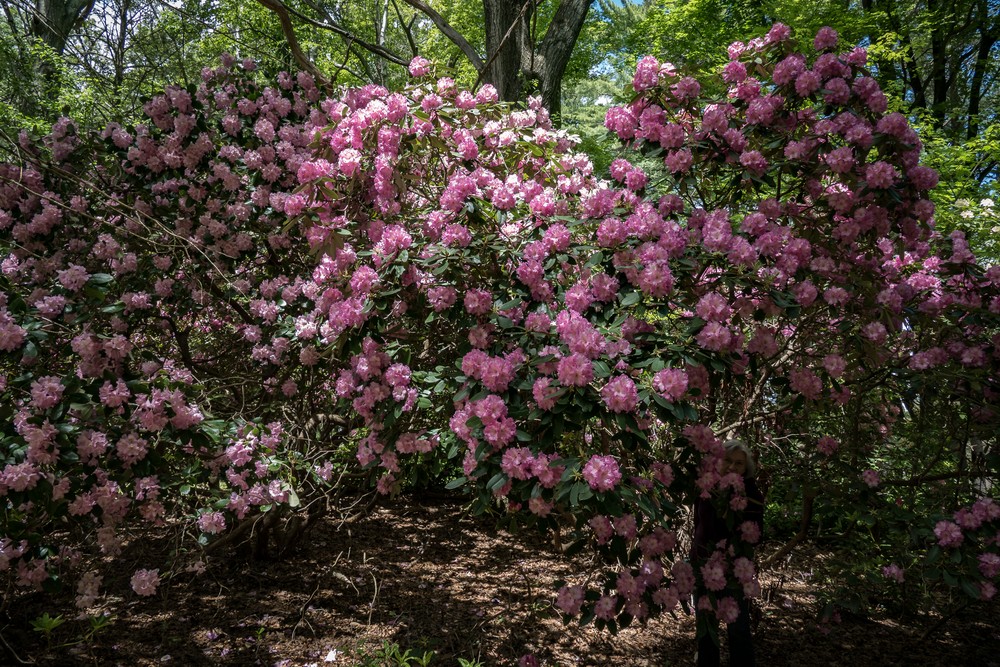 A walk with Joyce in the park.<br />June 2, 2017 - Maudslay State Park, Newburyport, Massachusetts.