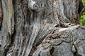 A walk with Joyce in the park.<br />June 2, 2017 - Maudslay State Park, Newburyport, Massachusetts.