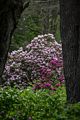 A walk with Joyce in the park.<br />June 2, 2017 - Maudslay State Park, Newburyport, Massachusetts.