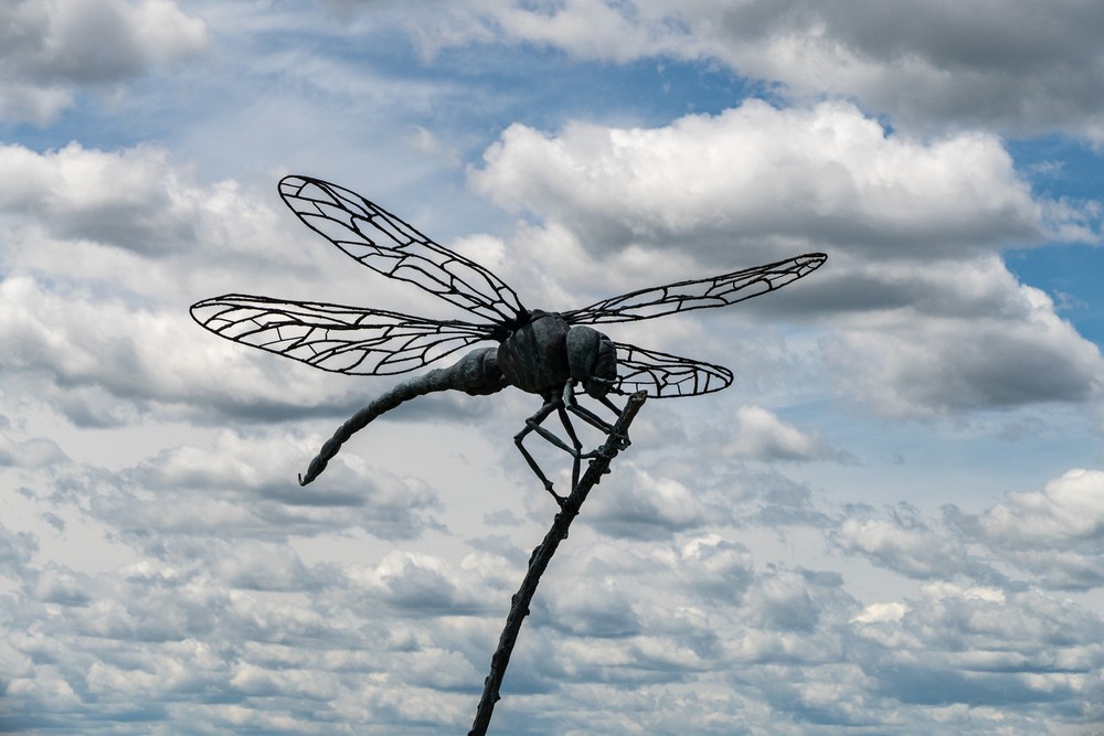 18: Dragonfly - Digby Veevers-Carter.<br />June 4, 2017 - Well Reserve at Laudholm, Wells, Maine.