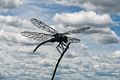 18: Dragonfly - Digby Veevers-Carter.<br />June 4, 2017 - Well Reserve at Laudholm, Wells, Maine.