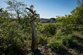 Joyce's sculpture Optimism.<br />Power of Place sculpture exhibit.<br />June 7, 2017 - Wells Reserve at Laudholm, Wells, Maine.