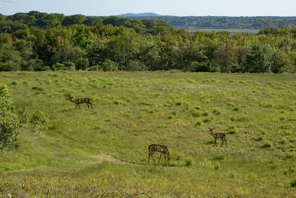 Grazing Deer by Wendy Klemperer.<br />Power of Place sculpture exhibit.<br />June 7, 2017 - Wells Reserve at Laudholm, Wells, Maine.