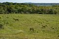 Grazing Deer by Wendy Klemperer.<br />Power of Place sculpture exhibit.<br />June 7, 2017 - Wells Reserve at Laudholm, Wells, Maine.