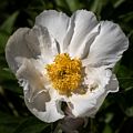 A peony with spider and bee.<br />June 15, 2017 - Maudslay State Park, Newburyport, Massachusetts.