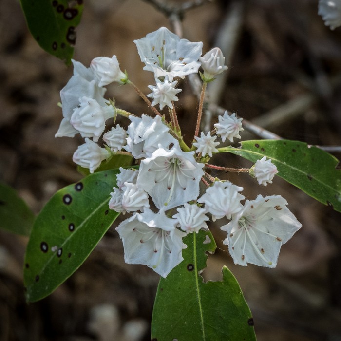 Mountain laurel.<br />June 15, 2017 - Maudslay State Park, Newburyport, Massachusetts.