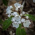 Mountain laurel.<br />June 15, 2017 - Maudslay State Park, Newburyport, Massachusetts.
