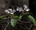 Mountain laurel.<br />June 15, 2017 - Maudslay State Park, Newburyport, Massachusetts.