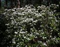 Mountain laurel.<br />June 15, 2017 - Maudslay State Park, Newburyport, Massachusetts.