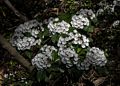 Mountain laurel.<br />June 15, 2017 - Maudslay State Park, Newburyport, Massachusetts.