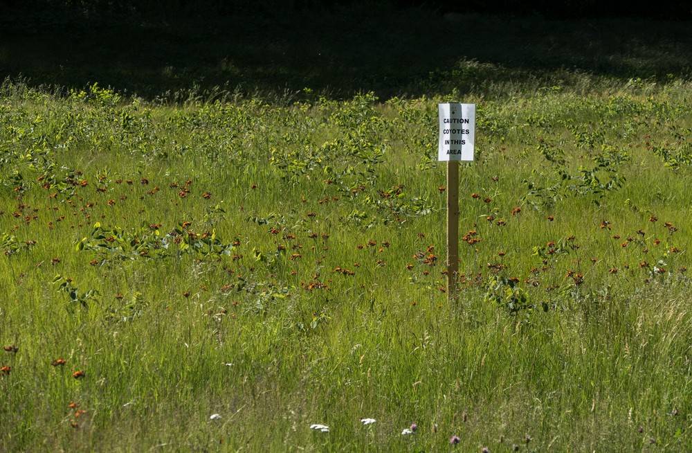 Watch out for coyotes.<br />June 15, 2017 - Maudslay State Park, Newburyport, Massachusetts.