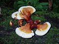 A mushroom like growth on a dead tree trunk.<br />June 17, 2017 - Maudslay State Park, Newburyport, Massachusetts.