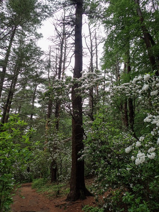 Tall mountain laurel.<br />June 17, 2017 - Maudslay State Park, Newburyport, Massachusetts.