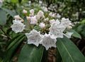 Mountain laurel.<br />June 17, 2017 - Maudslay State Park, Newburyport, Massachusetts.