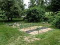 Paul's garden.<br />June 19, 2017 - At Paul and Norma's in Tewksbury, Massachusetts.