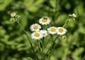 Insects enjoying the daisies.<br />June 20, 2017 - Sandy Point State Reservation, Plum Island, Massachusetts.