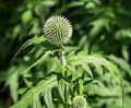 Some kind of a thistle?<br />June 26, 2016 - Strawbery Banke, Portsmouth, New Hampshire.