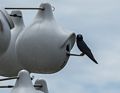 Purple martin.<br />June 27, 2017 - Parker River National Wildlife Refuge, Plum Island, Massachusetts.
