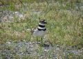 Killdeer.<br />June 27, 2017 - Parker River National Wildlife Refuge, Plum Island, Massachusetts.