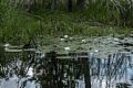 Lilies.<br />June 28, 2017 - Ipswich River Wildlife Sanctuary, Topsfield, Massachusetts.