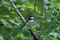 Chickadee.<br />June 28, 2017 - Ipswich River Wildlife Sanctuary, Topsfield, Massachusetts.
