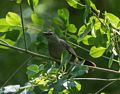 Catbird.<br />June 28, 2017 - Ipswich River Wildlife Sanctuary, Topsfield, Massachusetts.