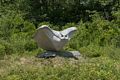 34: Owl Rising - Andreas von Huene.<br />July 21, 2017 - Wells Reserve at Laudholm, Wells, Maine.