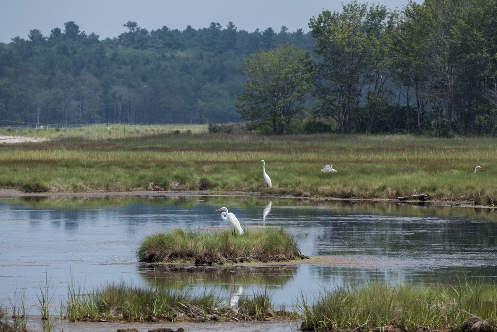 Great white egrets from path to beach.<br />July 21, 2017 - Wells Reserve at Laudholm, Wells, Maine.