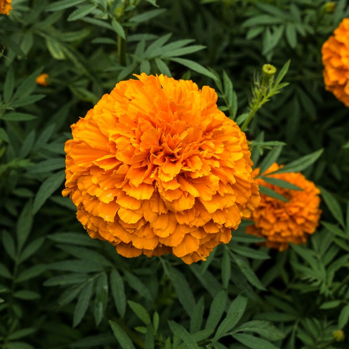 Marigold.<br />July 22, 2017 - The Gardens at Elm Bank, Wellesley, Massachusetts.