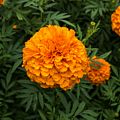 Marigold.<br />July 22, 2017 - The Gardens at Elm Bank, Wellesley, Massachusetts.
