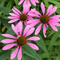 Purple coneflower.<br />July 22, 2017 - The Gardens at Elm Bank, Wellesley, Massachusetts.