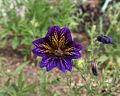 July 22, 2017 - The Gardens at Elm Bank, Wellesley, Massachusetts.