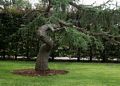 Tree in the Manor House garden.<br />July 22, 2017 - The Gardens at Elm Bank, Wellesley, Massachusetts.