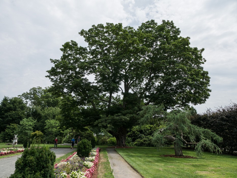 Trees in the Manor House garden.<br />July 22, 2017 - The Gardens at Elm Bank, Wellesley, Massachusetts.