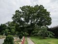 Trees in the Manor House garden.<br />July 22, 2017 - The Gardens at Elm Bank, Wellesley, Massachusetts.
