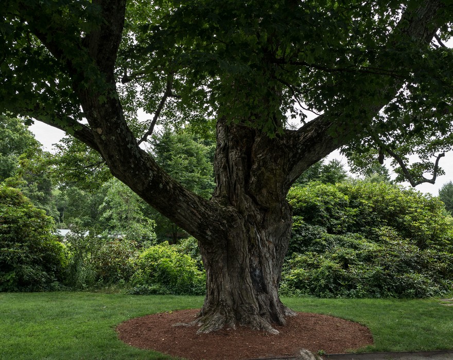 Tree in the Manor House garden.<br />July 22, 2017 - The Gardens at Elm Bank, Wellesley, Massachusetts.