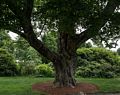Tree in the Manor House garden.<br />July 22, 2017 - The Gardens at Elm Bank, Wellesley, Massachusetts.