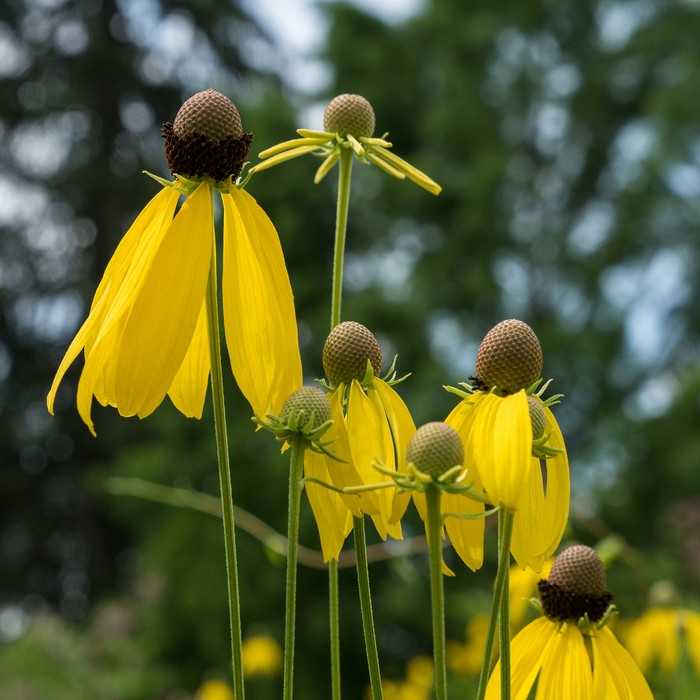 Cone flowers?<br />July 28, 2017 - The Gardens at Elm Bank, Wellesley, Massachusetts.