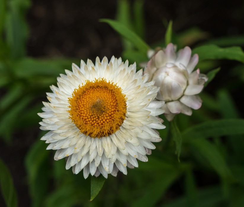 Strawflower.<br />July 28, 2017 - The Gardens at Elm Bank, Wellesley, Massachusetts.