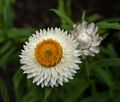 Strawflower.<br />July 28, 2017 - The Gardens at Elm Bank, Wellesley, Massachusetts.