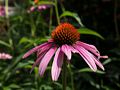 A coneflower.<br />July 28, 2017 - The Gardens at Elm Bank, Wellesley, Massachusetts.