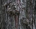 Burly bark.<br />July 28, 2017 - The Gardens at Elm Bank, Wellesley, Massachusetts.