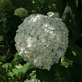 Strange plant (viburnum?).<br />July 28, 2017 - The Gardens at Elm Bank, Wellesley, Massachusetts.