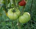 Some of Paul's tomatoes.<br />July 29, 2017 - At Paul and Norma's in Tewksbury, Massachusetts.