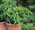 Some of Paul's hot peppers.<br />July 29, 2017 - At Paul and Norma's in Tewksbury, Massachusetts.