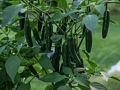 Some of Paul's hot peppers.<br />July 29, 2017 - At Paul and Norma's in Tewksbury, Massachusetts.