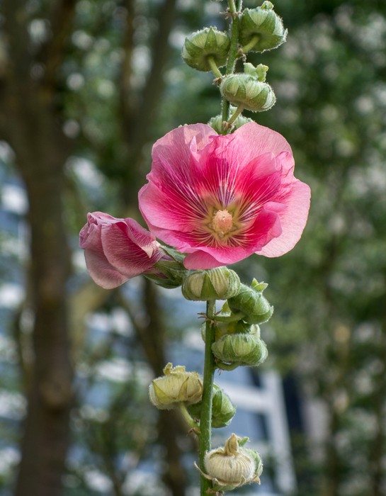 Flower at Bryant Park.<br />July 13, 2017 - Manhattan, New York City, New  York.